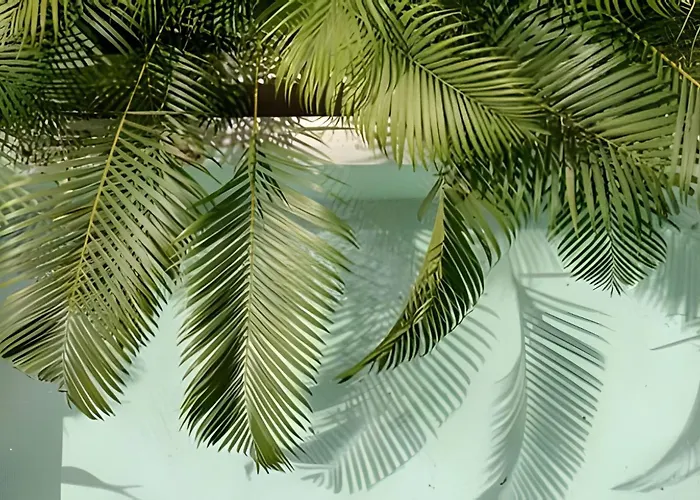 Seremonia Origen * Tulum